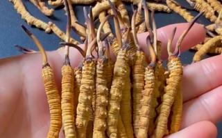 真假冬蟲夏草怎么辨別？5 個實用方法 + 避坑指南