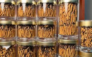 正宗冬蟲夏草能 “治” 哪些病？科學(xué)認(rèn)知其輔助調(diào)理作用