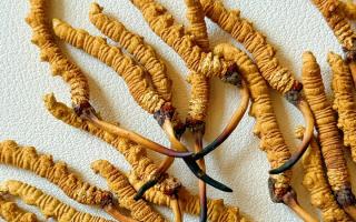 冬蟲夏草用什么鍋燉好？3 類優(yōu)質(zhì)鍋具 + 避坑指南