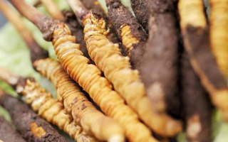 鮮冬蟲(chóng)夏草哪里產(chǎn)地好些？三大黃金產(chǎn)區(qū)品質(zhì)解析