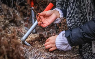 山上認(rèn)冬蟲夏草：從環(huán)境到細(xì)節(jié)，4 步避開 “偽蟲草”