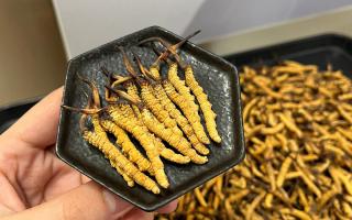 冬蟲夏草可以煲骨頭嗎？當(dāng)然可以！這樣做營(yíng)養(yǎng)翻倍