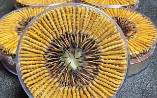 冬蟲夏草一斤價格多少？2025 年行情揭秘，差價竟達數(shù)十倍