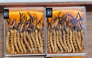 冬蟲夏草現(xiàn)在多少錢一克？2025 年克價揭秘，差價達 5 倍