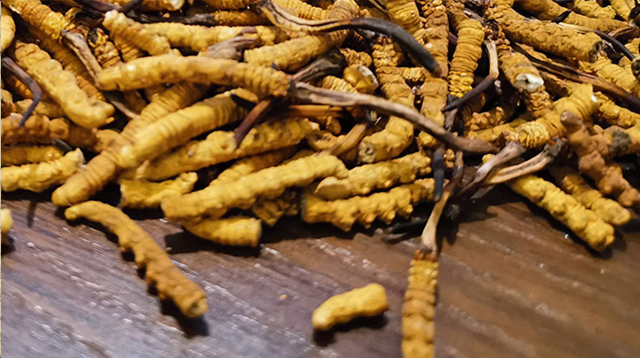 2025 年干<a href=http://m.ioytjgh.cn/jiage/ target=_blank class=infotextkey>冬蟲夏草價(jià)格</a>指南 