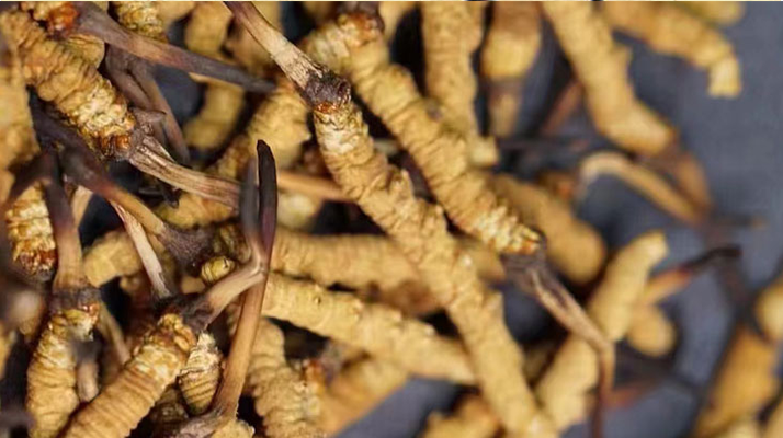 冬蟲夏草保存指南