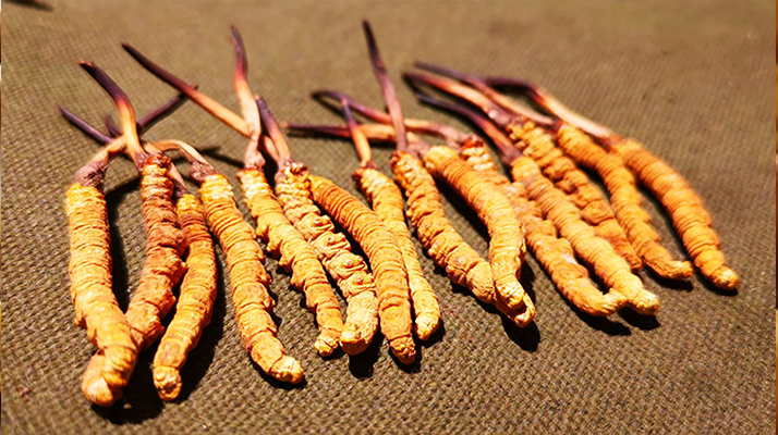 冬蟲夏草泡水：每次放多少水才合適？