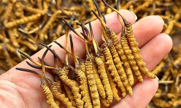 不同形態(tài)蟲(chóng)草的保存方法與時(shí)限