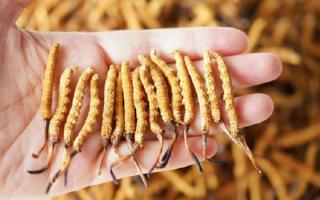 為啥說頭期冬蟲夏草品質(zhì)最好？掰開揉碎給你講