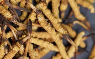 野生冬蟲夏草多少錢一斤？2025 年市場行情全解析