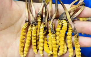 新鮮冬蟲夏草要吃幾次？一篇給普通人的實(shí)用指南