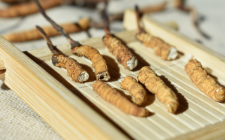 斷的冬蟲夏草一克啥價？2025 年實用行情嘮明白