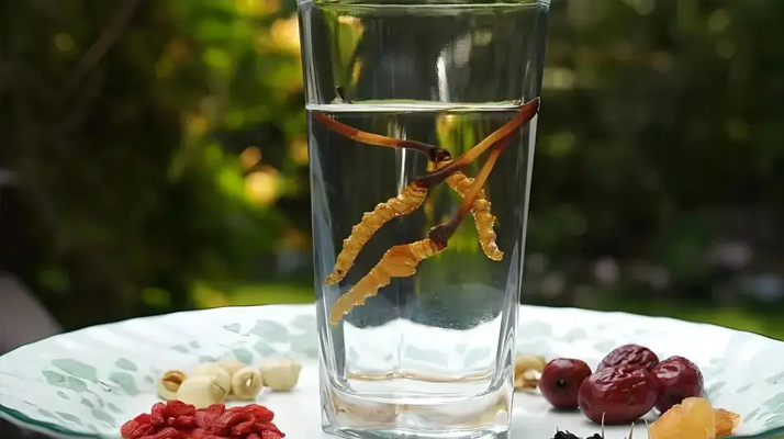 人參配蟲草泡酒，泡多久才好喝 