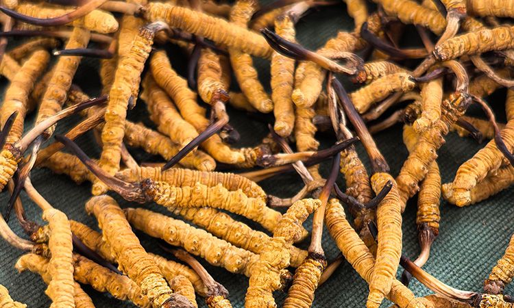 燉了二十年蟲草湯，這口感我太熟了，跟你細(xì)細(xì)說