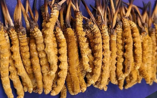 挖了三十年蟲草，這些采摘的苦，沒經(jīng)歷過的人真不懂