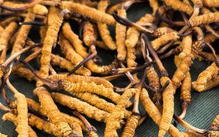 燉了二十年蟲草湯，這口感我太熟了，跟你細細說