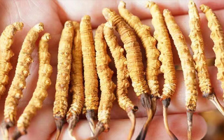 冬蟲夏草最佳購買時間：選對時機，兼顧品質(zhì)與性價比