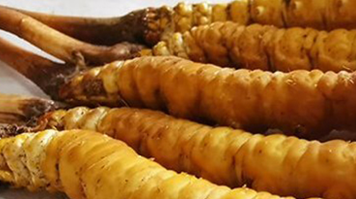 鮮冬蟲夏草可以用水洗嗎？