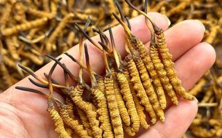 東強堂科普：冬蟲夏草保存期多久？源頭品牌教你科學鎖鮮