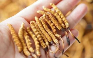 東強堂科普：3克冬蟲夏草是幾根？那曲源頭品牌教你精準換算