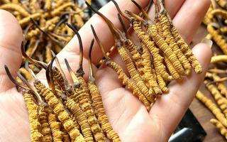 東強堂科普：雪山冬蟲夏草無“葉”！那曲珍品的草頭形態(tài)藏著品質(zhì)密碼